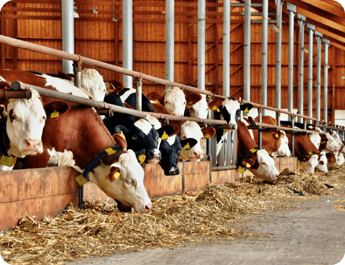 Dairy cow with Actimoo collar