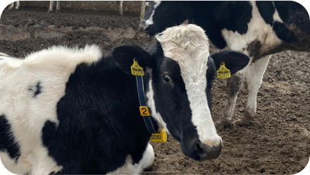 Cows wearing Actimoo activity collars